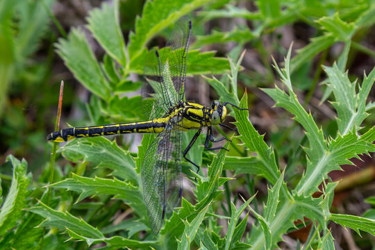 Dragonfly Gomphus vulgatissimus in front of green background macro shot with dew. on the wings. Blue flowers in the morning of a sunny summer day