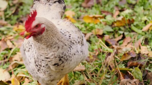 Mixed breed chicken with sussex type plumage standing in grass and looking around in outdoor farm setting. Free range poultry in natural rural environment, agriculture and backyard farming concept.