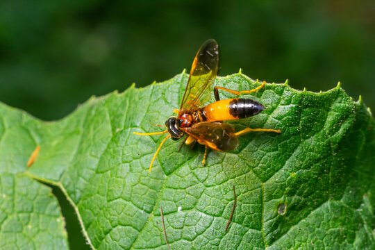 Symphyta insect resting on a green leaf in a natural setting during daylight hours