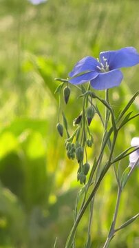 Leinbl&uuml;ten im Wind &ndash; &auml;sthetisches Naturvideo mit Bezug zu Ern&auml;hrung und Textilien, Bekannt als vielseitige Pflanze f&uuml;r Lein&ouml;l, Lebensmittel und Flachsfaser