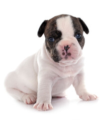 Obraz premium puppy french bulldog