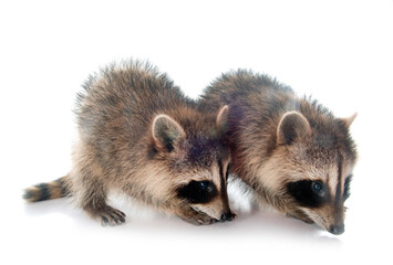 young raccoon © cynoclub