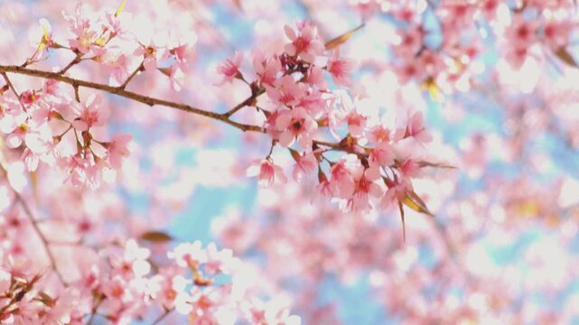 Delicate pink cherry blossom petals bloom on a budding sakura tree branch against a clear spring sky in a beautiful Japanese garden