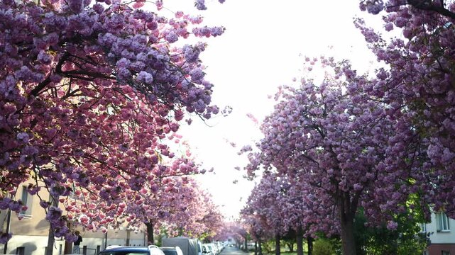 Symmetrical cherry blossom avenue creates natural tunnel over city street cars parked below soft pink canopy forming perspective depth and immersive urban spring scene