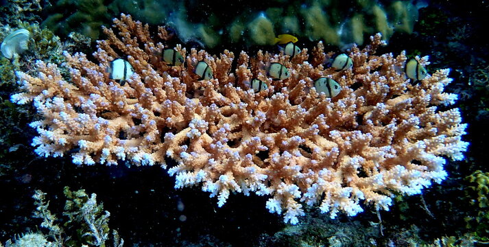 Sea life in the Philippines