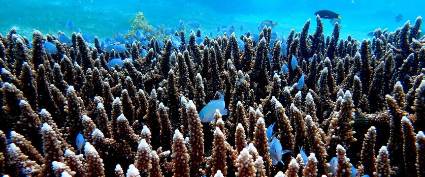 Sea life in the Philippines