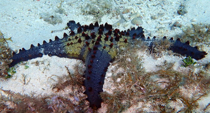 Sea life in the Philippines