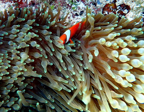 Sea life in the Philippines