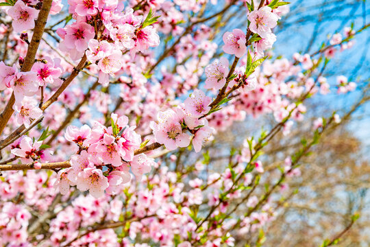 Close up of pink cherry blossom flowers on branch with soft blue sky background in spring