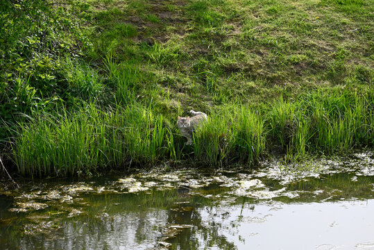 Gray tigered cat in tall grass near stream. Felis catus searching for food near littel stream in tall  green grass.