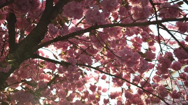 Cherry blossom tree in full bloom releasing pollen in sunlight symbolizing allergy season springtime nature causing sneezing irritation and seasonal sensitivity