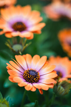 Close up of orange African daisy flowers blooming in garden.