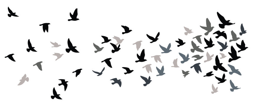Large group of birds in flight showing black and grey silhouette patterns.
