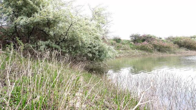 Flooded riverbank with oleaster bushes and grass vegetation