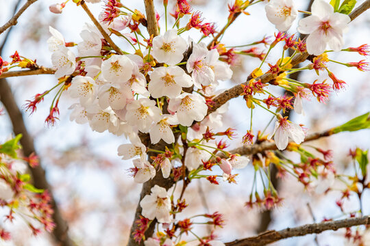 Close up cherry blossom flowers blooming on tree branch during spring season