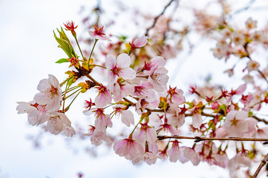 Cherry blossom flowers blooming on branch with soft sky background in spring