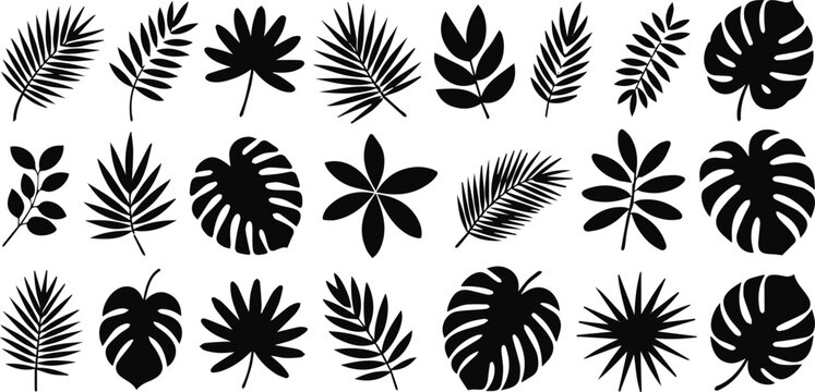 Monstera leaf silhouette collection