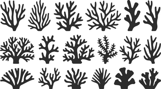 Coral morphology silhouettes for education
