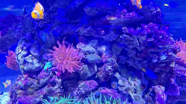 jellyfish, pink, blue, water, ocean, sea, marine, animal, drift, float, slow, motion, calm, relax, zen, peace, vertical, soft, light, dark, deep, aquarium, tank, nature, life, fluid, wave, flow, smoot
