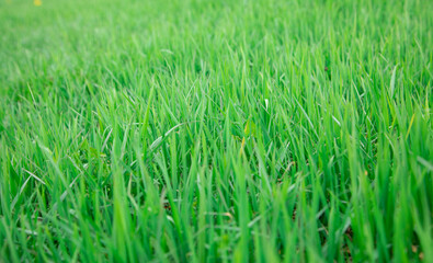 Fototapeta premium Green grass background or texture.