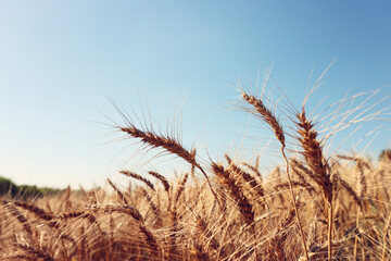 Fototapeta premium field of wheat on a spring day