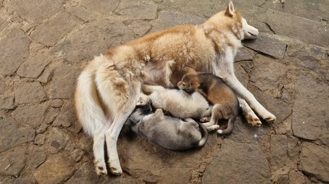 Mother dog nursing her puppies, husky or wolf type mix, resting calmly as the litter feeds, capturing a tender moment of care, bonding, and natural maternal behavior in a quiet setting