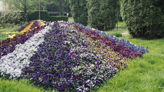 Colorful viola flower bed in botanical garden vibrant spring landscape
