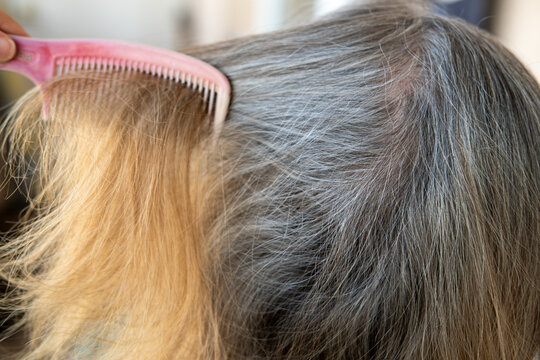 Close-up of gray hair roots on a woman head, highlighting natural aging, hair regrowth, and the transition to gray hair in soft indoor light. 