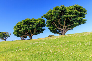 Fototapeta premium Bushy green trees on a lush meadow under a clear blue sky
