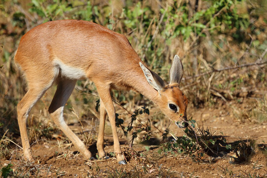 Afrikanischer Steinbock / Steenbok / Raphicerus campestris