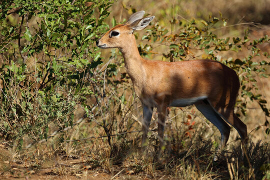 Afrikanischer Steinbock / Steenbok / Raphicerus campestris