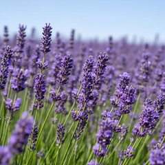 Obraz premium Vibrant Lavender Field Under a Clear Blue Sky A Picturesque Scene.