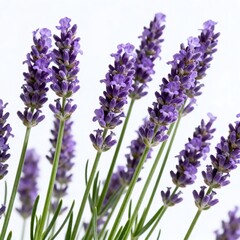 Obraz premium Fresh purple lavender flowers on white background