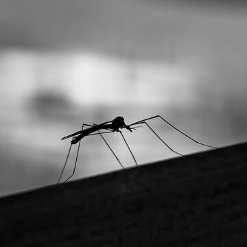 Crane Fly (Tipula sp.) silhouetted on edge against cloudy sky, common insect species in the wild in Czech Republic