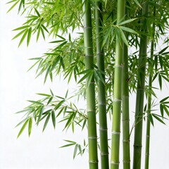 Naklejka premium Green Bamboo Stalks with Fresh Leaves Against White Background