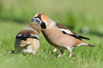 Fototapeta premium Hawfinches (Coccothraustes coccothraustes) Feeding Interaction on Ground, rare social behaviour captured in the wild in the Czech Republic