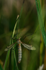 Fototapeta premium Crane fly resting in the grass. 