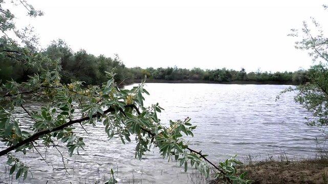 Blooming oleaster branch in foreground with river and tugai forest in background