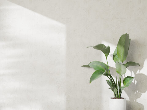 Minimalist white textured wall with bird of paradise plant and rectangular sunlight.