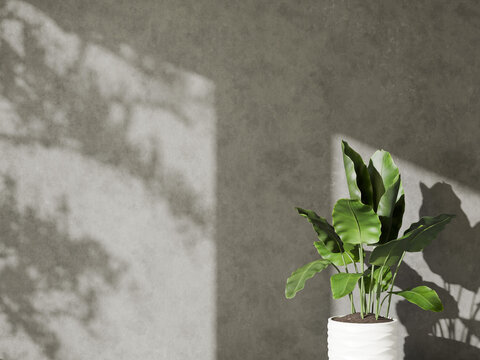 Concrete grey wall background with a large green plant and dappled sunlight shadows.