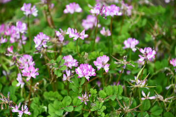 Fototapeta premium レンゲ（蓮華） Chinese milk vetch
