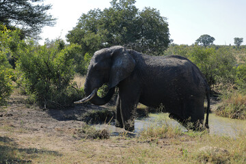 Fototapeta premium Afrikanischer Elefant im Schlamm / African elephant in the mud / Loxodonta africana