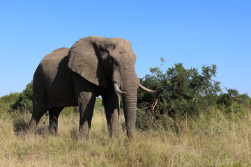 Fototapeta premium Afrikanischer Elefant / African elephant / Loxodonta africana