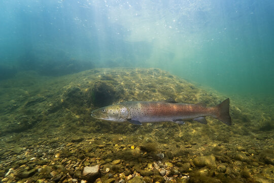 Underwater photo of a Danube salmon (Hucho hucho) gliding slowly along the riverbed in its natural habitat. Captured in soft natural light, revealing details of the fish and the textured river bottom.