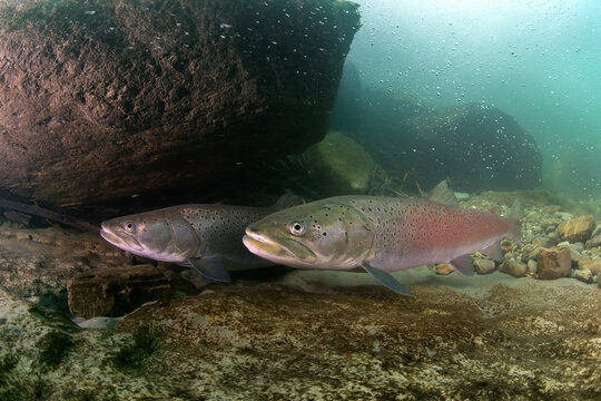 Underwater photo of two Danube salmon (Hucho hucho) swimming close to the riverbed in their natural habitat. Captured in natural light, highlighting their powerful bodies and the textured stony botton