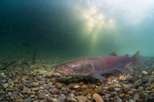 Underwater photo of a Danube salmon (Hucho hucho) gliding slowly along the riverbed in its natural habitat. Captured in soft natural light, revealing details of the fish and the textured river bottom.