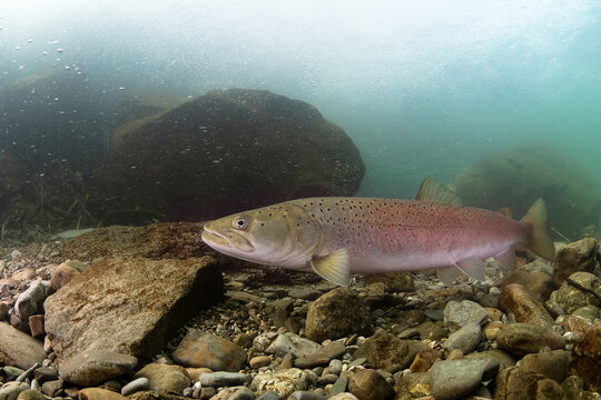 Underwater photo of a Danube salmon (Hucho hucho) gliding slowly along the riverbed in its natural habitat. Captured in soft natural light, revealing details of the fish and the textured river bottom.