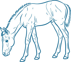 Obraz premium Young foal grazing with head down blue ink illustration vector can Editable