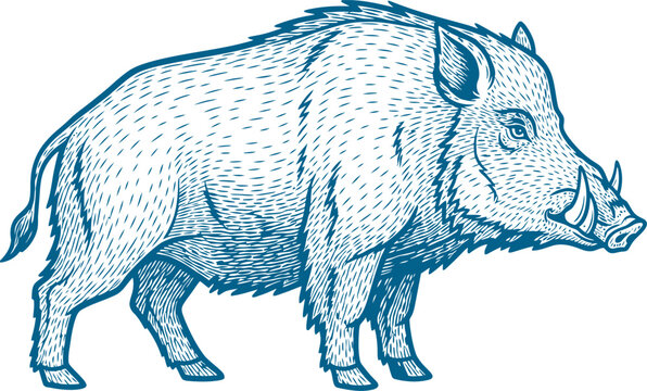 Wild swine hog featuring detailed woodcut hatching texture vector can Editable