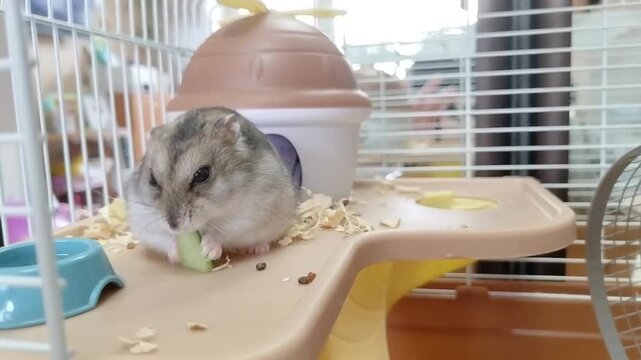 A hamster eats a piece of cucumber,